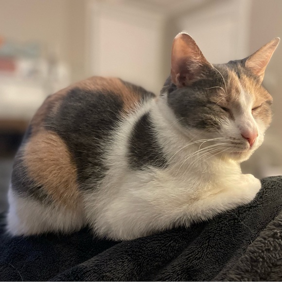 Meet your Posher, Katrina - Picture 1 of 1